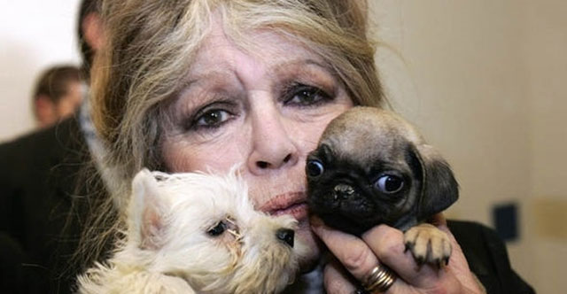 Brigitte Bardot'tan Cumhurbaşkanına 'sokak köpekleri' çağrısı