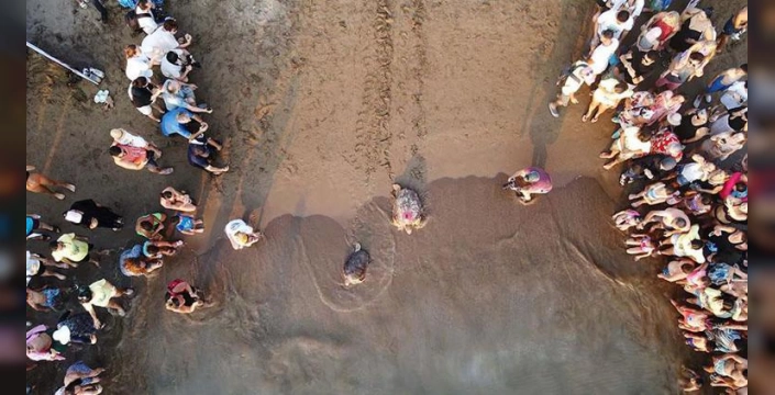 Muğla'da 7 caretta caretta denize bırakıldı