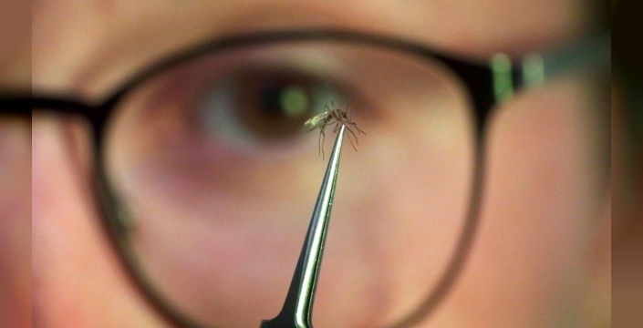 Çin'de Chikungunya ateşi salgını: 1.714 vaka, 3. seviye acil durum ilan edildi