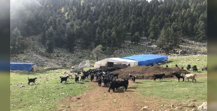 Yörükler, Toroslar'dan sahil kesimine geleneksel göçünü başlattı