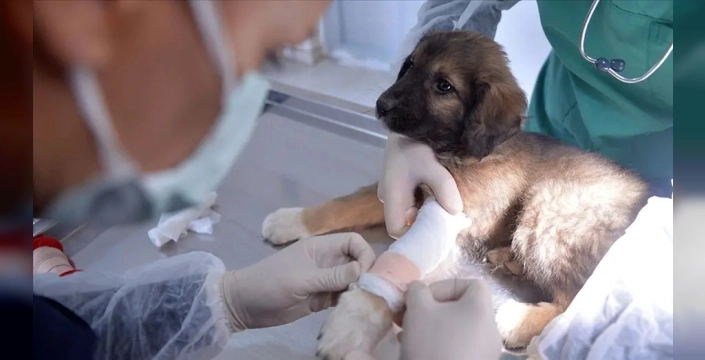 Veteriner laboratuvarları için yeni düzenlemeler yürürlüğe girdi