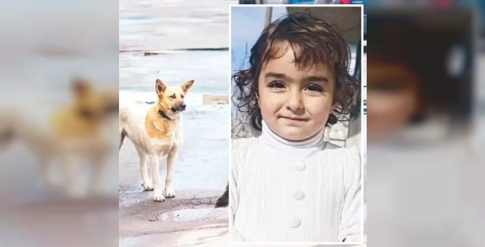 Midyat'ta başıboş köpek dehşeti: 4 yaşındaki Nazlı 100 metre sürüklendi, yaşam savaşı veriyor