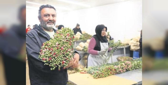 Antalya'dan Avrupa'ya sevgi yolculuğu: 75 milyon dal çiçek Sevgililer Günü'nde gönderildi