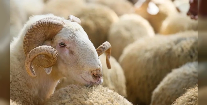 2026 yılı vekaletle kurban kesim bedelleri Diyanet tarafından açıklandı
