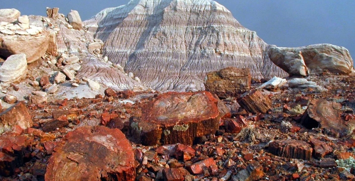 Arizona'daki taş ormanı, geçmişin izlerini gün yüzüne çıkarıyor