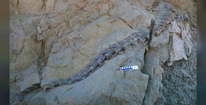 Gansu'da dev dinozor türü Jinchuanloong bulundu