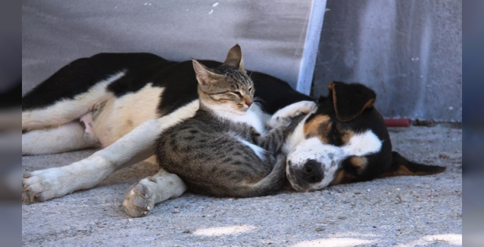 Kedi ve köpeklerde akraba çiftleşmesi artık yasak