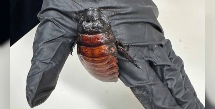 Avustralya'da dev hamamböcekleri için 6 milyon lira değer belirlendi