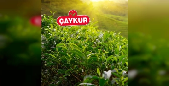 ÇAYKUR'dan sevindiren haber: Tüm yaş çay alınacak, üretici rahat olsun