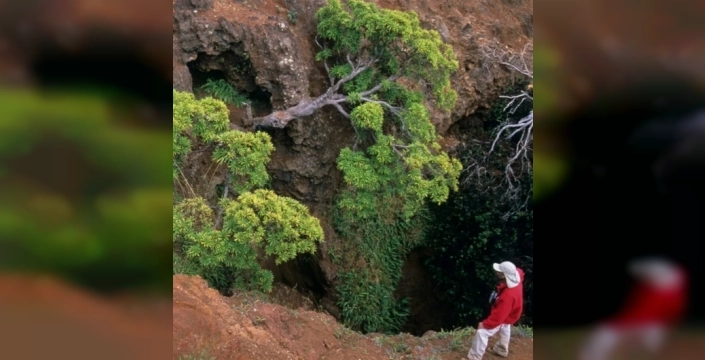 Dünyanın son Dendroseris neriifolia ağacı için kritik mücadele