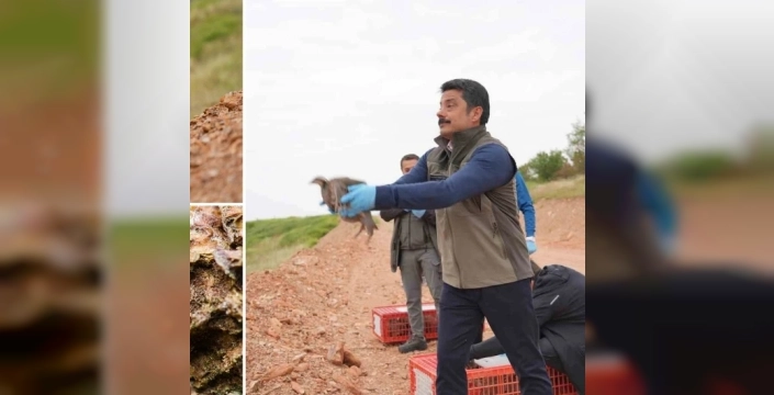 Kırşehir'de kınalı keklik salımıyla kene mücadelesine yeni bir soluk