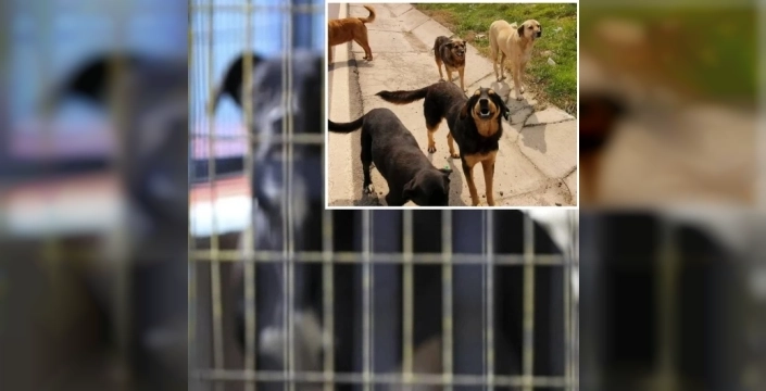 Sokak köpekleri için köklü çözüm: Bakan Çiftçi'den 81 ile acil talimat! 'Yılbaşına kadar hepsi barınakta