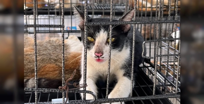Vietnam'da kedi eti çetesine büyük operasyon: 400 kedi kurtarıldı