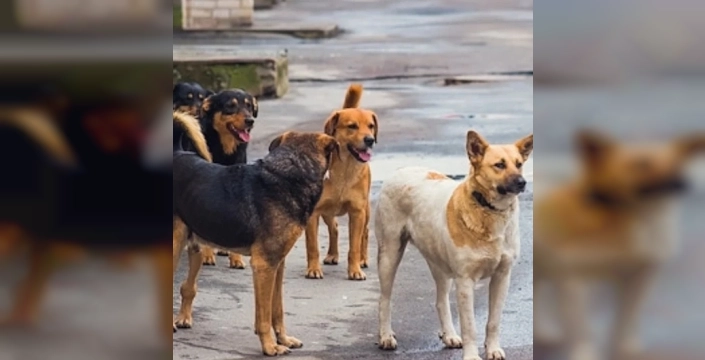 Ankara'da 52 bin sahipsiz köpek toplandı: Vali Canbolat'tan açıklama