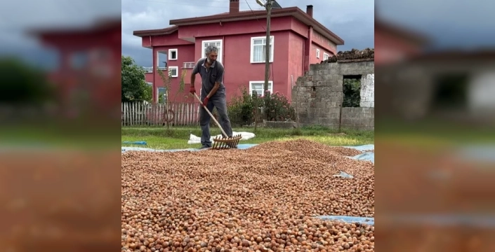 Fındık hasadı öncesi işçi ücretleri açıklandı