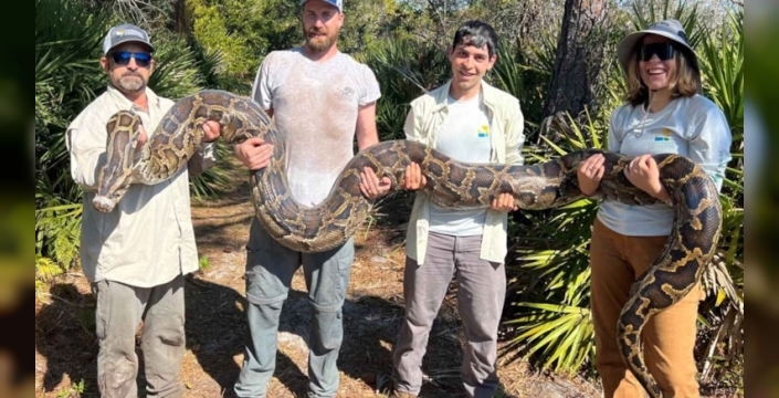 Florida''da devasa piton yılanları, ekosistem için kabus haline geldi